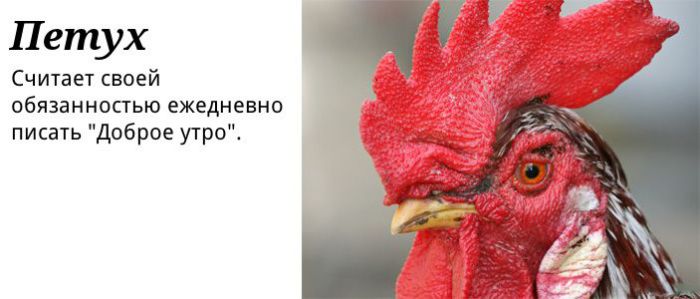 сц, пользователи, интернет,